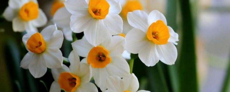 水仙花水培怎么养殖LD乐动体育