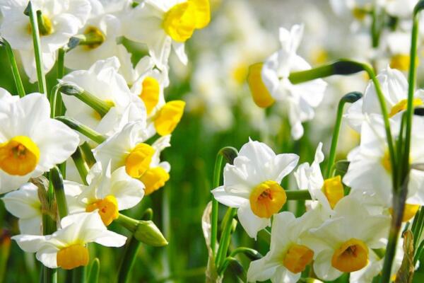 水仙花水培怎么养殖LD乐动体育(图2) 水仙花水培怎么养殖LD乐动体育(图2)