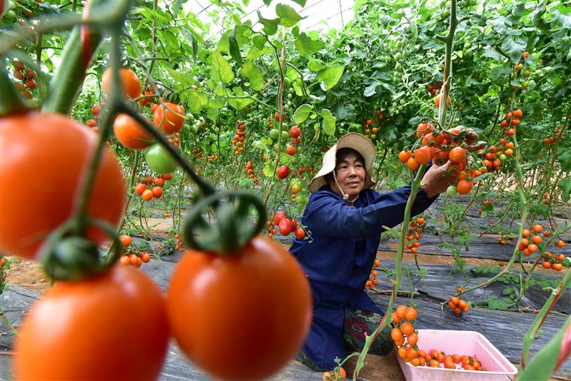 河南乐动体育省孟津县送庄社区现代化智能蔬菜大棚为高品质农业发