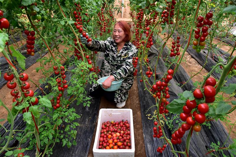 河南乐动体育省孟津县送庄社区现代化智能蔬菜大棚为高品质农业发展插上“科技翅膀”(图2)