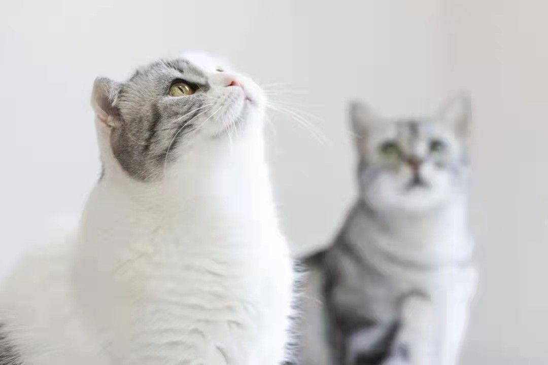 乐动体育控温控湿还净化空气 日立中央空调一键萌宠模式(图2)