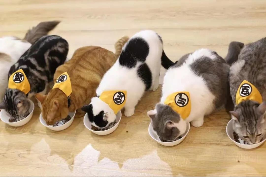 乐动体育控温控湿还净化空气 日立中央空调一键萌宠模式(图4)