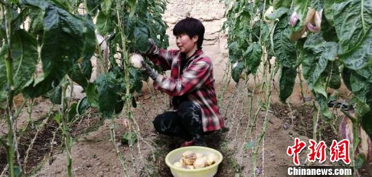 乐动体育 LD体育沙漠结出致富果 创业女能手“南果北植”带富