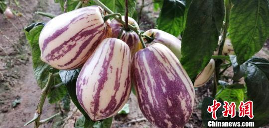 乐动体育 LD体育沙漠结出致富果 创业女能手“南果北植”带富一方(图3) 乐动体育 LD体育沙漠结出致富果 创业女能手“南果北植”带富一方(图3)