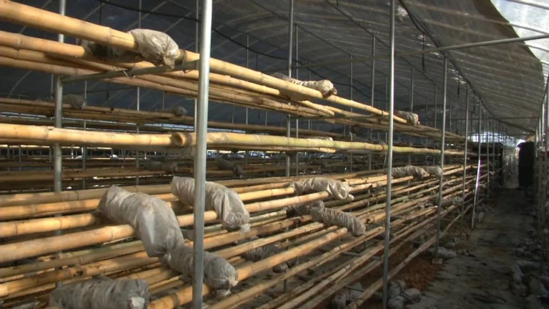 蓝瘦想哭!菇农反季节种乐动体育香菇“踩雷”28万打水漂!(图2) 蓝瘦想哭!菇农反季节种乐动体育香菇“踩雷”28万打水漂!(图2)