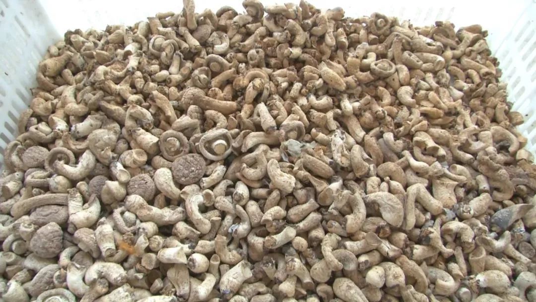 蓝瘦想哭！菇农反季节种乐动体育香菇“踩雷”28万打水漂！