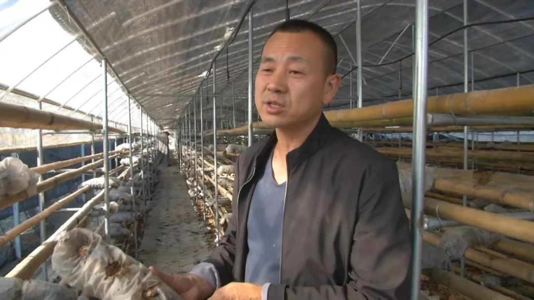 蓝瘦想哭!菇农反季节种乐动体育香菇“踩雷”28万打水漂!(图3) 蓝瘦想哭!菇农反季节种乐动体育香菇“踩雷”28万打水漂!(图3)