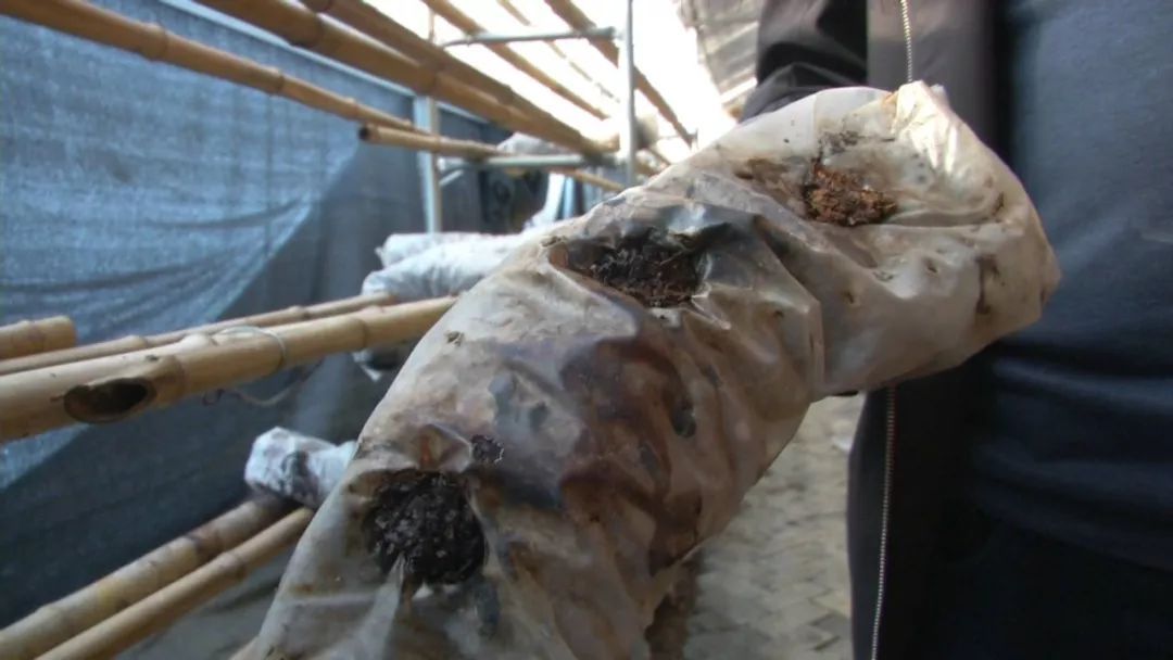 蓝瘦想哭!菇农反季节种乐动体育香菇“踩雷”28万打水漂!(图4) 蓝瘦想哭!菇农反季节种乐动体育香菇“踩雷”28万打水漂!(图4)