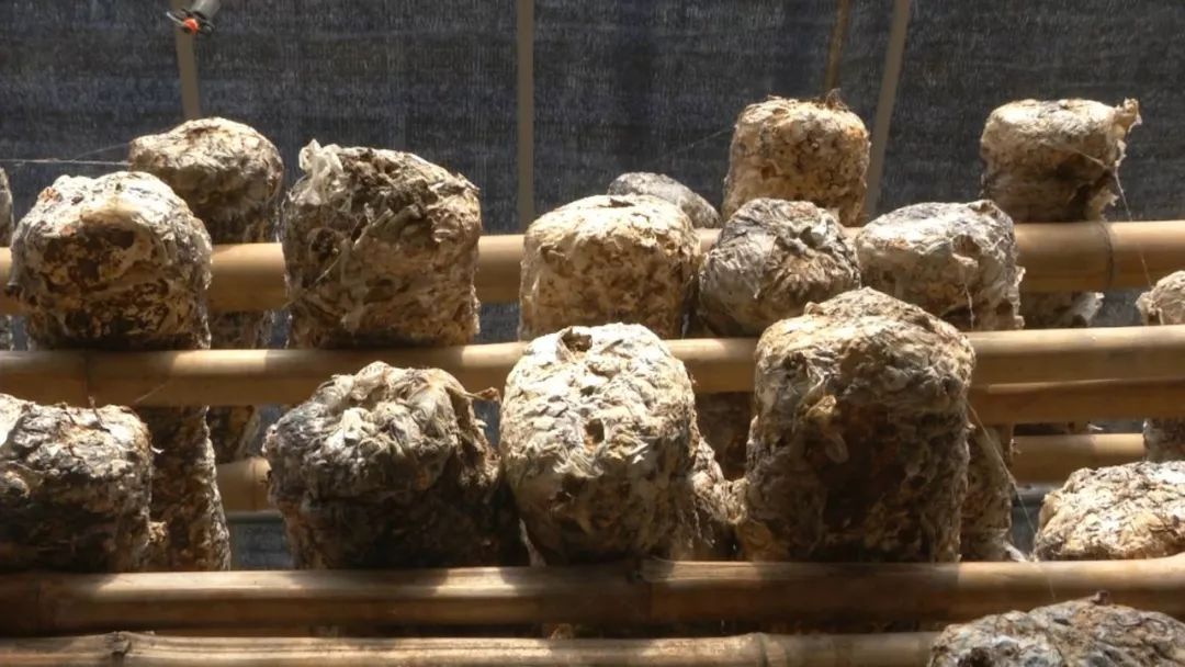 蓝瘦想哭!菇农反季节种乐动体育香菇“踩雷”28万打水漂!(图6) 蓝瘦想哭!菇农反季节种乐动体育香菇“踩雷”28万打水漂!(图6)