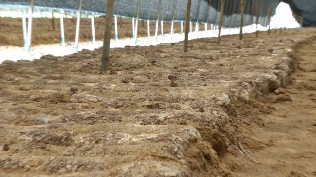 蓝瘦想哭!菇农反季节种乐动体育香菇“踩雷”28万打水漂!(图8) 蓝瘦想哭!菇农反季节种乐动体育香菇“踩雷”28万打水漂!(图8)