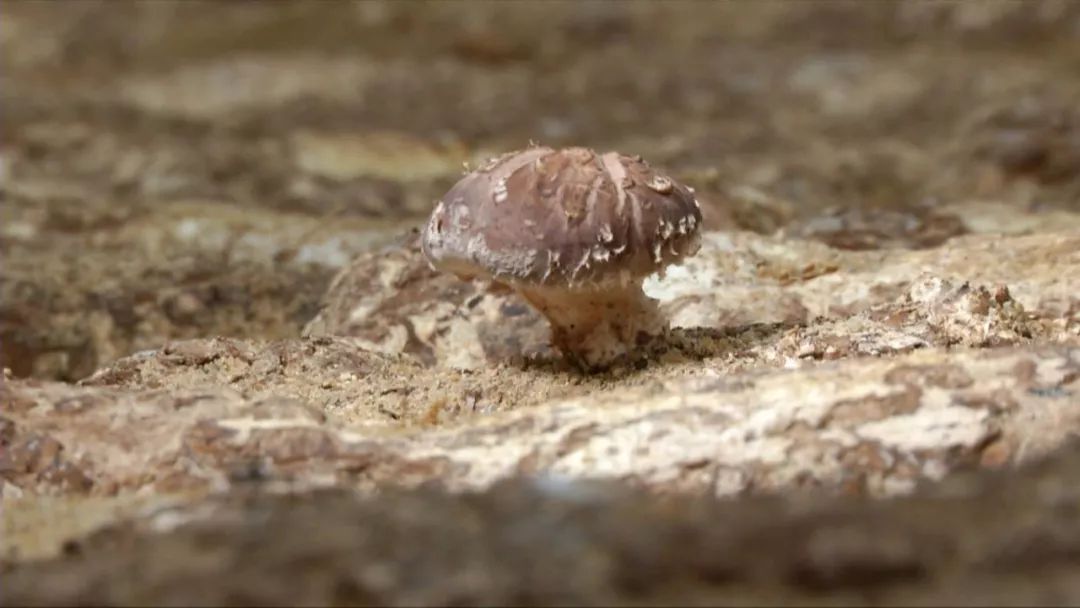 蓝瘦想哭!菇农反季节种乐动体育香菇“踩雷”28万打水漂!(图7) 蓝瘦想哭!菇农反季节种乐动体育香菇“踩雷”28万打水漂!(图7)