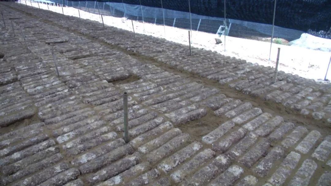 蓝瘦想哭!菇农反季节种乐动体育香菇“踩雷”28万打水漂!(图9) 蓝瘦想哭!菇农反季节种乐动体育香菇“踩雷”28万打水漂!(图9)