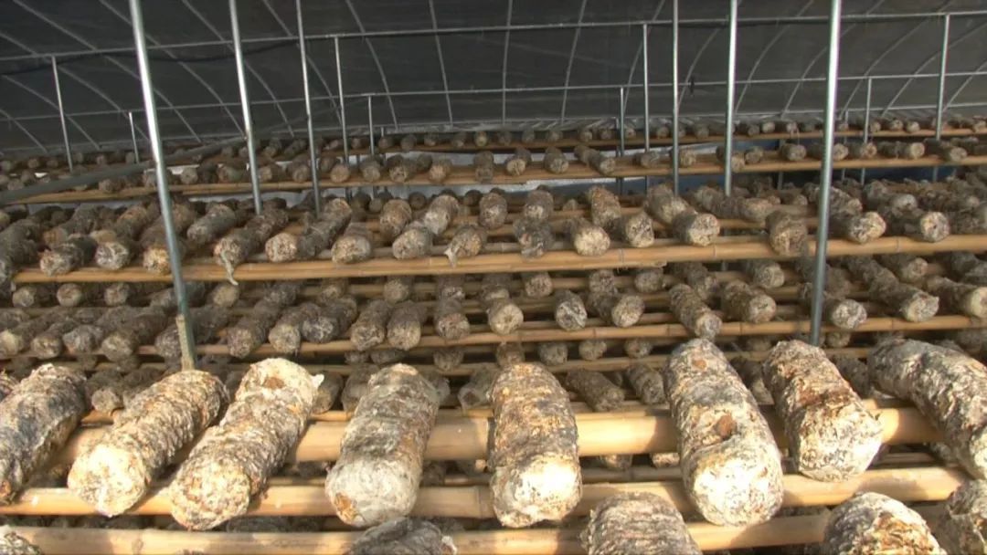 蓝瘦想哭!菇农反季节种乐动体育香菇“踩雷”28万打水漂!(图11) 蓝瘦想哭!菇农反季节种乐动体育香菇“踩雷”28万打水漂!(图11)