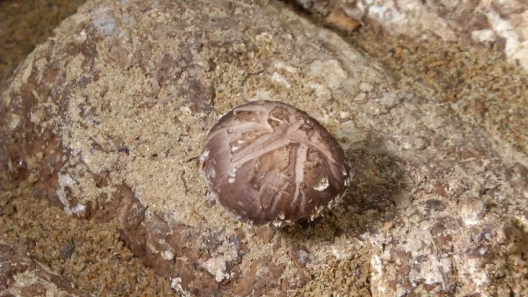 蓝瘦想哭!菇农反季节种乐动体育香菇“踩雷”28万打水漂!(图10) 蓝瘦想哭!菇农反季节种乐动体育香菇“踩雷”28万打水漂!(图10)