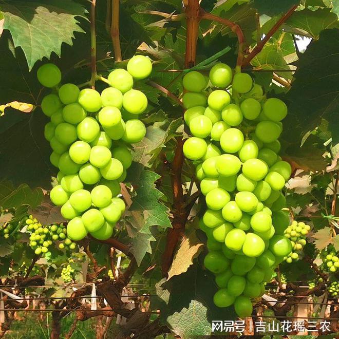 不同处理对阳光玫瑰葡萄鲜食品乐动体育质的影响