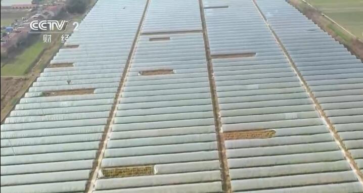 LD乐动 乐动体育乡村振兴看一线 江苏涟水:推广反季节芦笋种植 助力农民增收(图2) LD乐动 乐动体育乡村振兴看一线 江苏涟水:推广反季节芦笋种植 助力农民增收(图2)