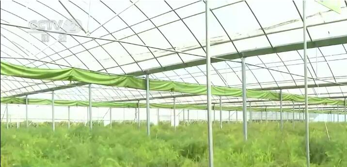 LD乐动 乐动体育乡村振兴看一线 江苏涟水：推广反季节芦笋种