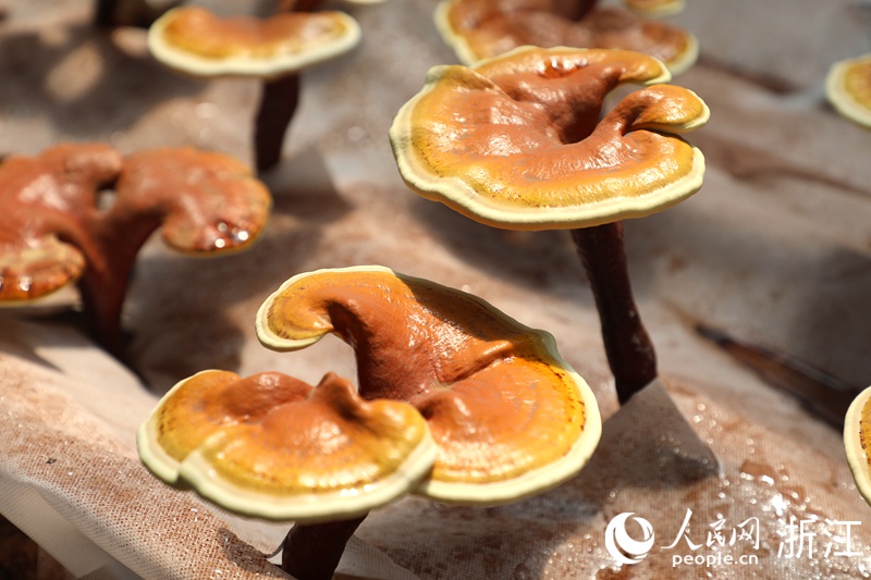 LD乐动体育浙滇“山海情”：跨越千里的帮扶“芝”路