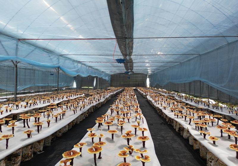 LD乐动体育浙滇“山海情”:跨越千里的帮扶“芝”路(图3) LD乐动体育浙滇“山海情”:跨越千里的帮扶“芝”路(图3)