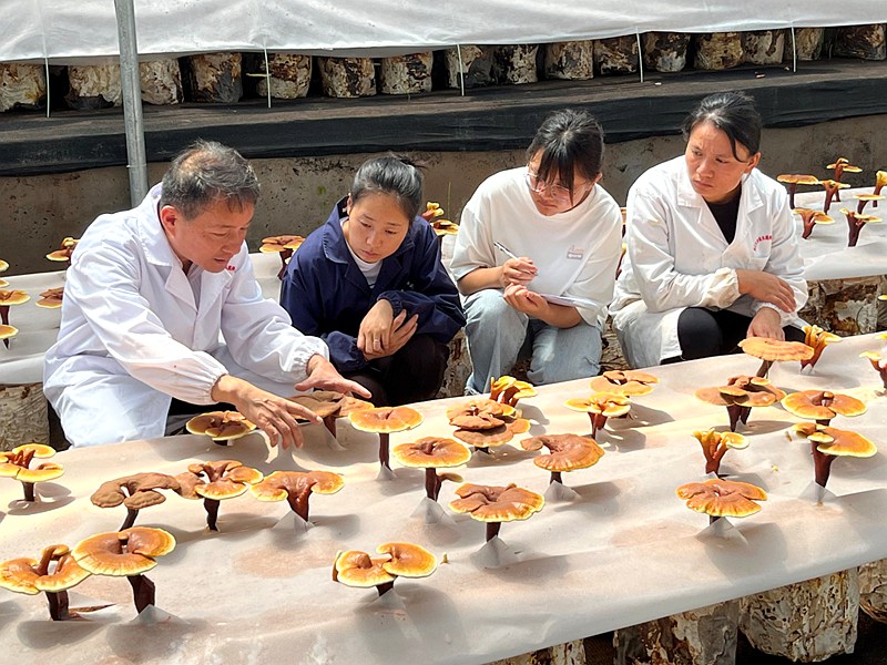 LD乐动体育浙滇“山海情”:跨越千里的帮扶“芝”路(图5) LD乐动体育浙滇“山海情”:跨越千里的帮扶“芝”路(图5)