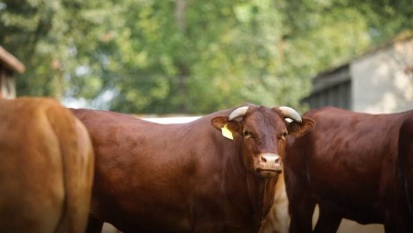 郏县组织融合联建赋能“三色经济”乐动体育 LD体育