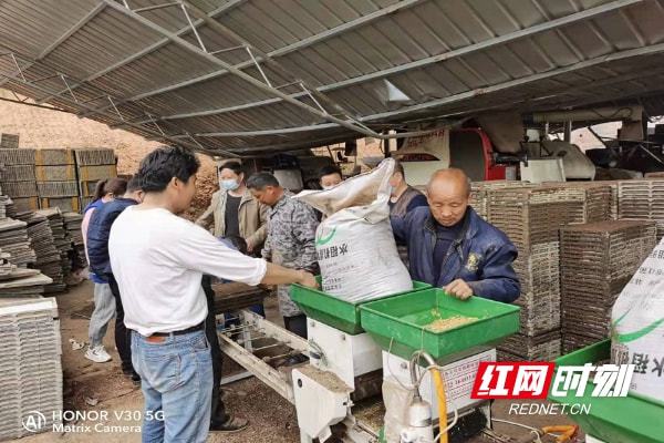 又是一年春丨新宁回龙寺镇：催芽育秧智能化 春耕乐动体育 LD