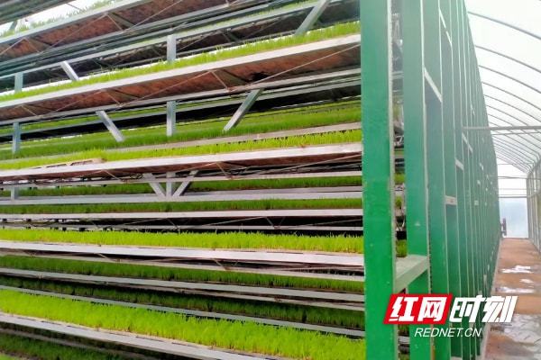 又是一年春丨新宁回龙寺镇:催芽育秧智能化 春耕乐动体育 LD体育跑出“加速度”(图2) 又是一年春丨新宁回龙寺镇:催芽育秧智能化 春耕乐动体育 LD体育跑出“加速度”(图2)