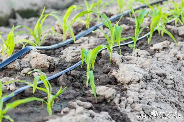 水肥一体化是未来农业的发展方向该如何实施?LD乐动体育(图3) 水肥一体化是未来农业的发展方向该如何实施?LD乐动体育(图3)