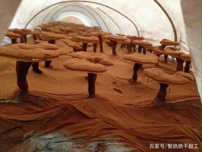 热泵灵芝烘干机软件系统:控温控湿LD乐动 乐动体育(图2) 热泵灵芝烘干机软件系统:控温控湿LD乐动 乐动体育(图2)