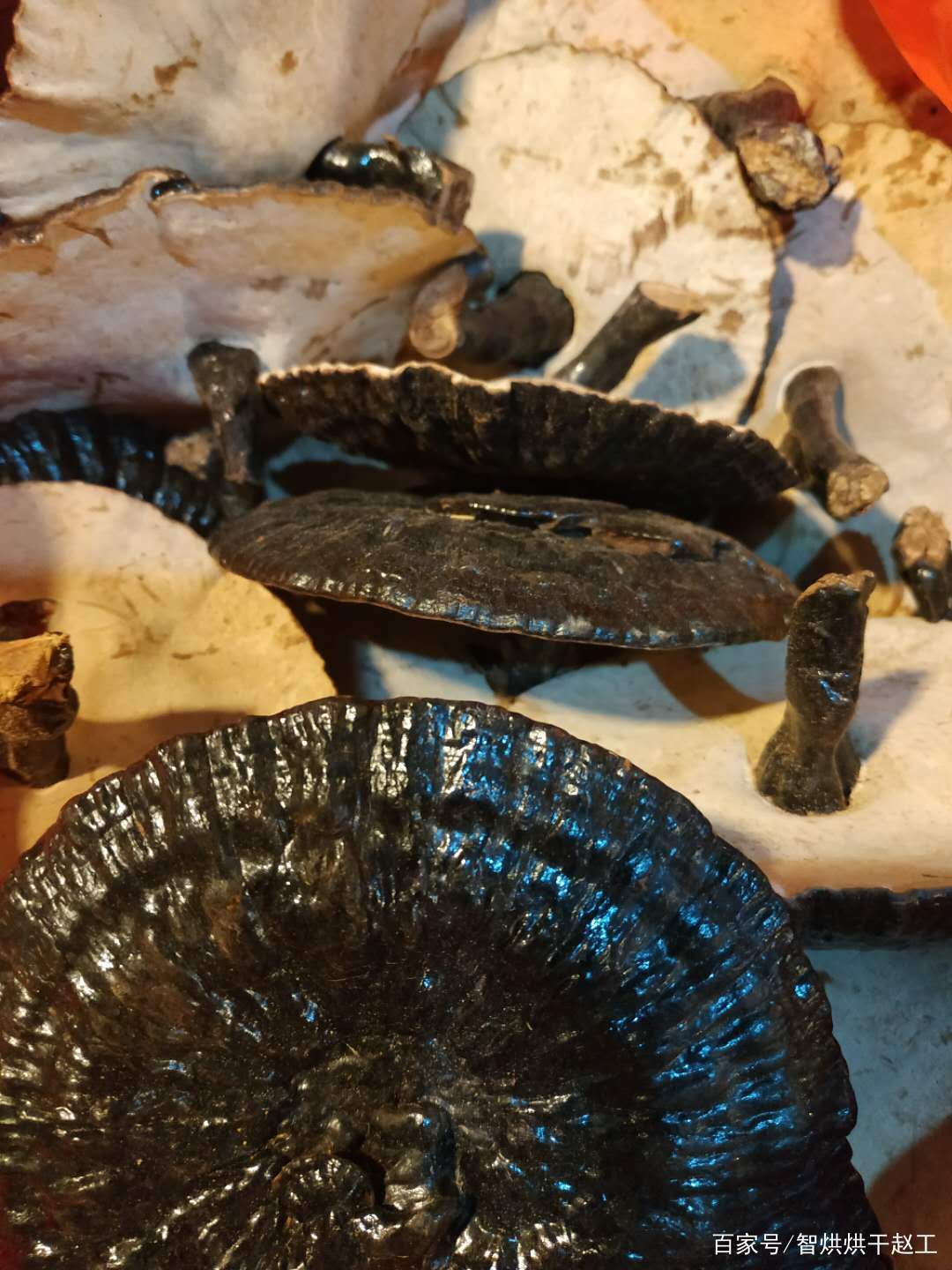 热泵灵芝烘干机软件系统：控温控湿LD乐动 乐动体育