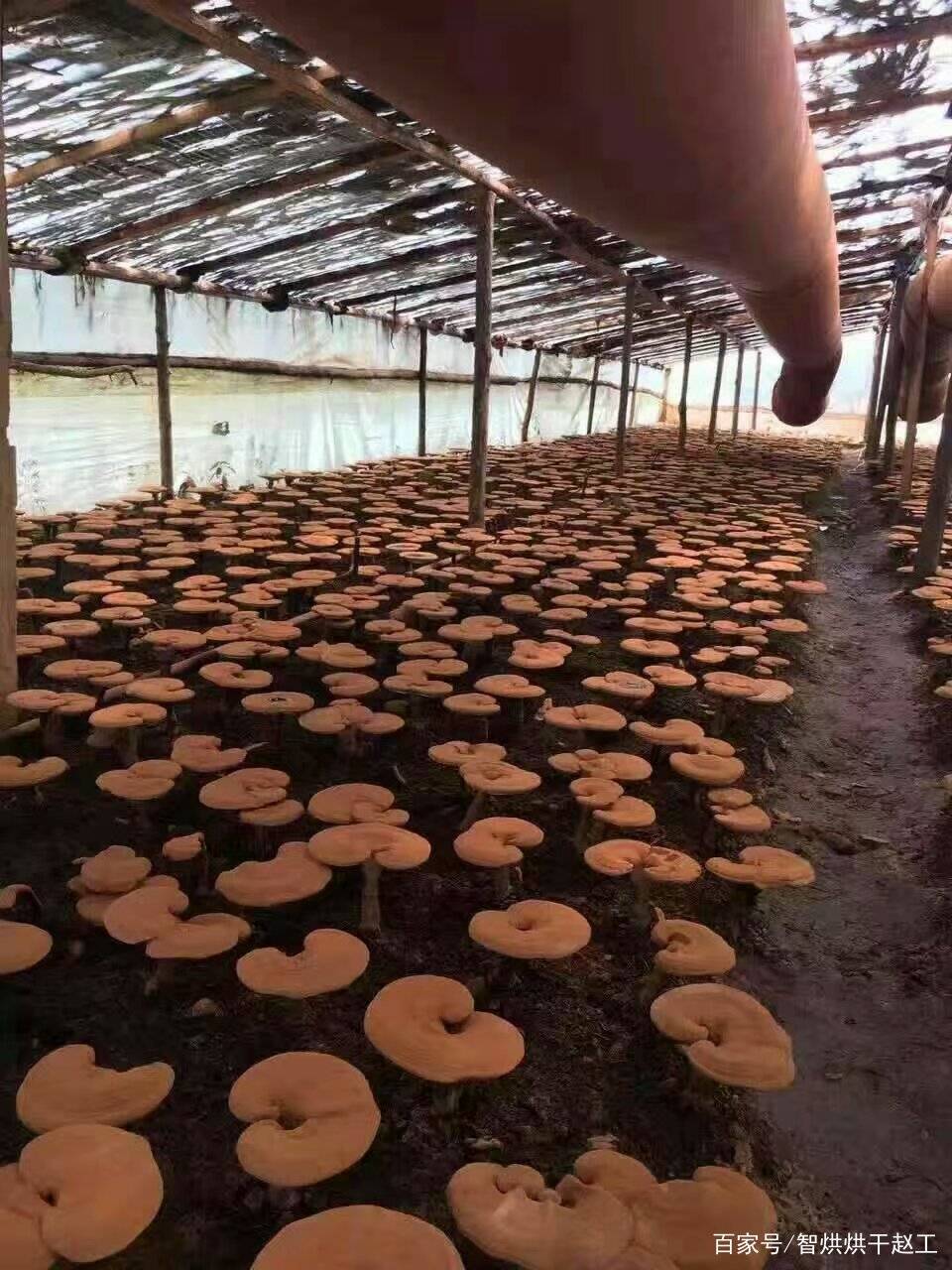 热泵灵芝烘干机软件系统:控温控湿LD乐动 乐动体育(图3) 热泵灵芝烘干机软件系统:控温控湿LD乐动 乐动体育(图3)