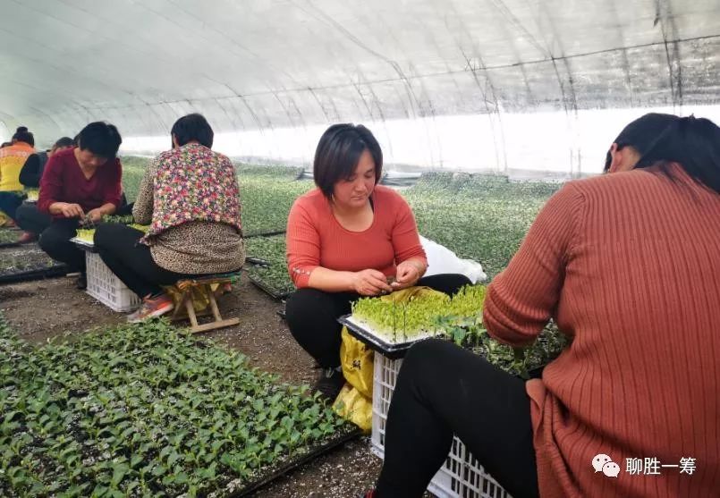 聊城瓜农嫁接“希望” 期乐动体育待硕果(图2) 聊城瓜农嫁接“希望” 期乐动体育待硕果(图2)