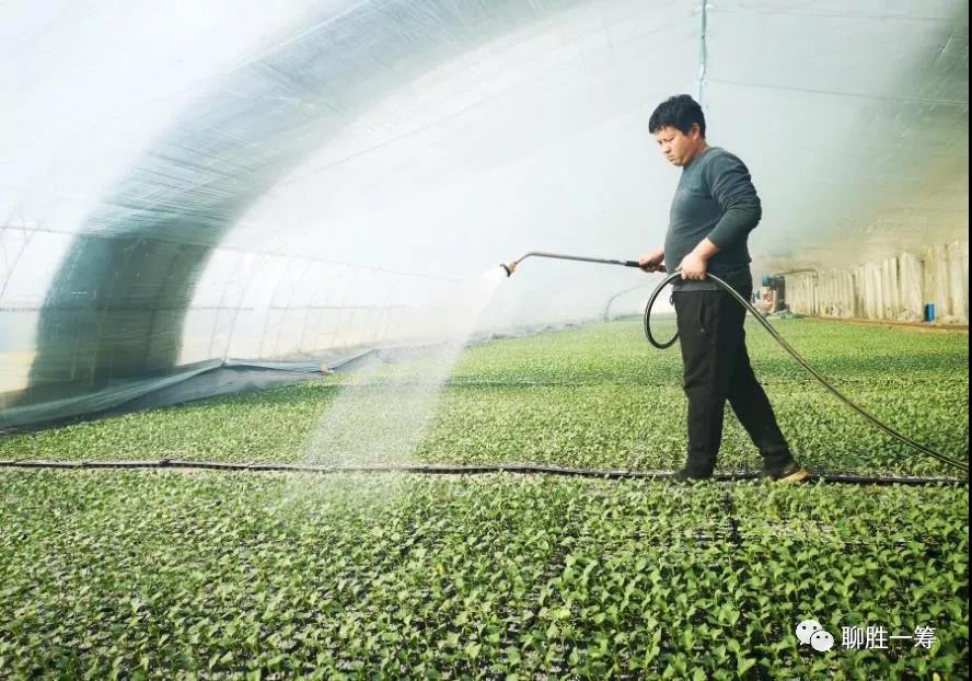 聊城瓜农嫁接“希望” 期乐动体育待硕果