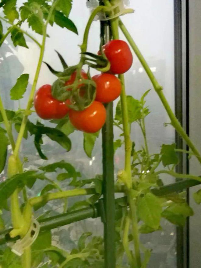 95后争当城市农夫阳台种菜背后藏百亿LD乐动 乐动体育市场这些上市公司已布局……(图7) 95后争当城市农夫阳台种菜背后藏百亿LD乐动 乐动体育市场这些上市公司已布局……(图7)