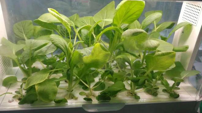 95后争当城市农夫阳台种菜背后藏百亿LD乐动 乐动体育市场这些上市公司已布局……(图6) 95后争当城市农夫阳台种菜背后藏百亿LD乐动 乐动体育市场这些上市公司已布局……(图6)