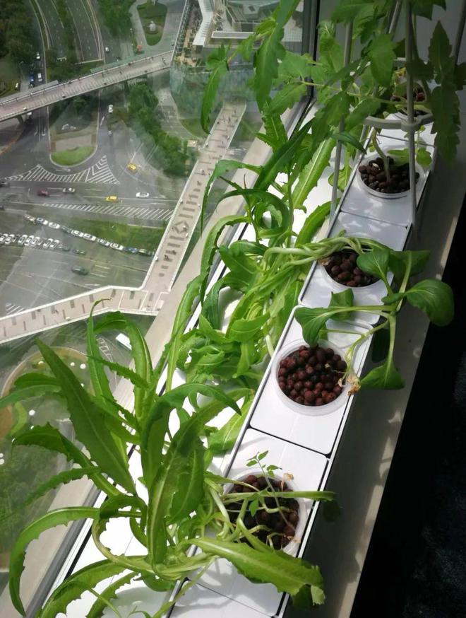 95后争当城市农夫阳台种菜背后藏百亿LD乐动 乐动体育市场这些上市公司已布局……(图8) 95后争当城市农夫阳台种菜背后藏百亿LD乐动 乐动体育市场这些上市公司已布局……(图8)