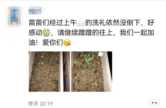 95后争当城市农夫阳台种菜背后藏百亿LD乐动 乐动体育市场这