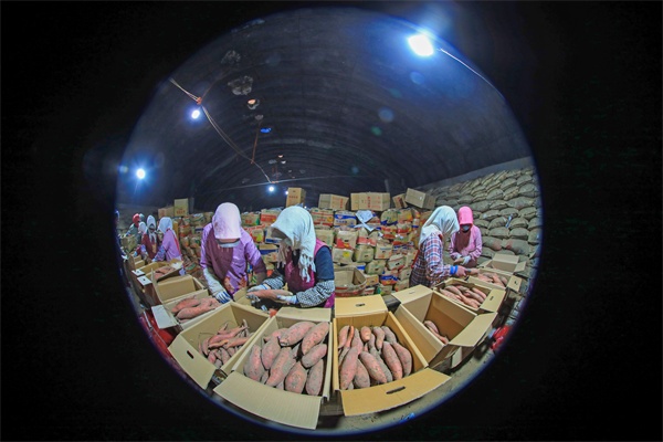 LD乐动体育河北滦南:窖藏烟薯销售忙(图4) LD乐动体育河北滦南:窖藏烟薯销售忙(图4)