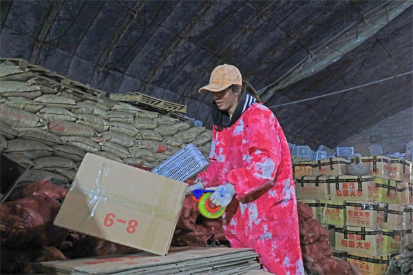 LD乐动体育河北滦南:窖藏烟薯销售忙(图6) LD乐动体育河北滦南:窖藏烟薯销售忙(图6)