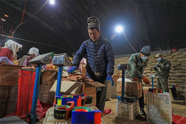 LD乐动体育河北滦南:窖藏烟薯销售忙(图5) LD乐动体育河北滦南:窖藏烟薯销售忙(图5)