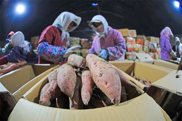 LD乐动体育河北滦南:窖藏烟薯销售忙(图2) LD乐动体育河北滦南:窖藏烟薯销售忙(图2)