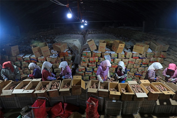 LD乐动体育河北滦南：窖藏烟薯销售忙