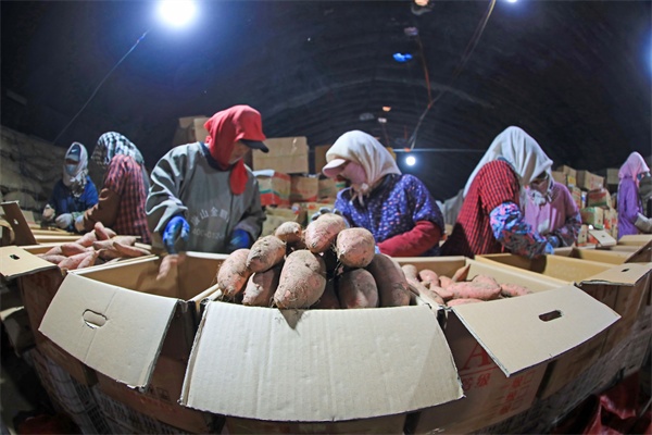 LD乐动体育河北滦南:窖藏烟薯销售忙(图3) LD乐动体育河北滦南:窖藏烟薯销售忙(图3)