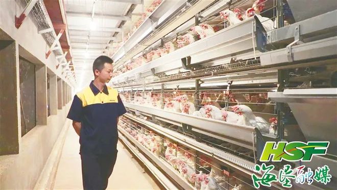 日产蛋量高达100万枚海垦草畜产业集团打造300万只蛋鸡全产业链项目乐动体育 LD体育(图2) 日产蛋量高达100万枚海垦草畜产业集团打造300万只蛋鸡全产业链项目乐动体育 LD体育(图2)