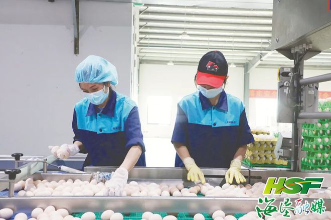 日产蛋量高达100万枚海垦草畜产业集团打造300万只蛋鸡全产业链项目乐动体育 LD体育(图4) 日产蛋量高达100万枚海垦草畜产业集团打造300万只蛋鸡全产业链项目乐动体育 LD体育(图4)