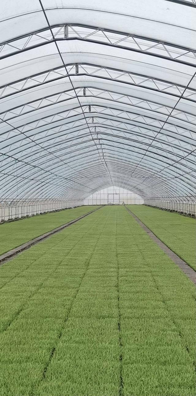 水稻乐动体育育苗开始啦！吉林市率先开启春耕生产