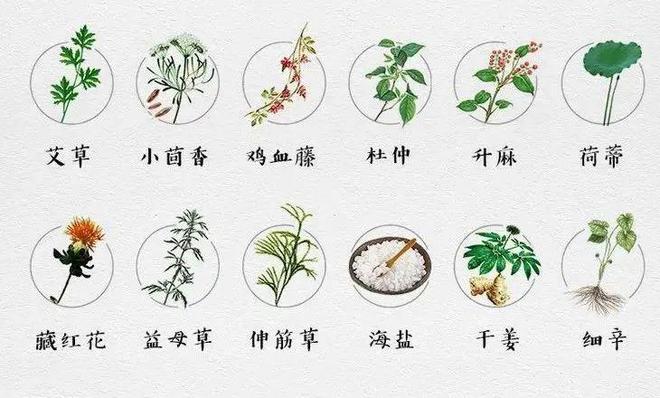 LD乐动 乐动体育一个它胜过十个老中医敷一敷除寒湿秋冬不遭罪。(图11)