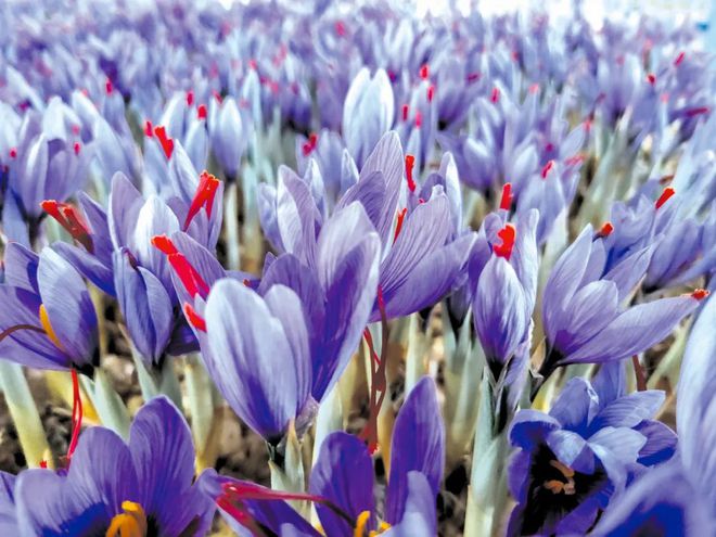 LD乐动体育崇明这对“姐妹花”唱响地域特色品牌(图4)