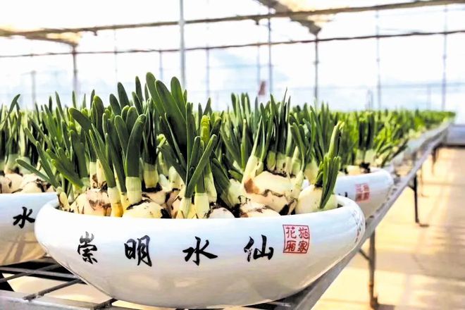 LD乐动体育崇明这对“姐妹花”唱响地域特色品牌(图3)