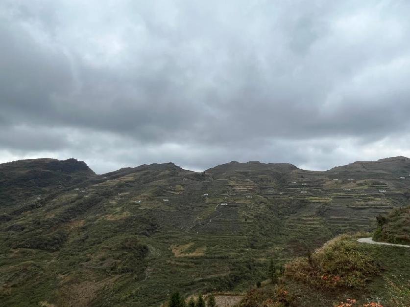 贵州高寒乡：荒山变“金山” 奏响富民“增收曲”LD乐动 乐动